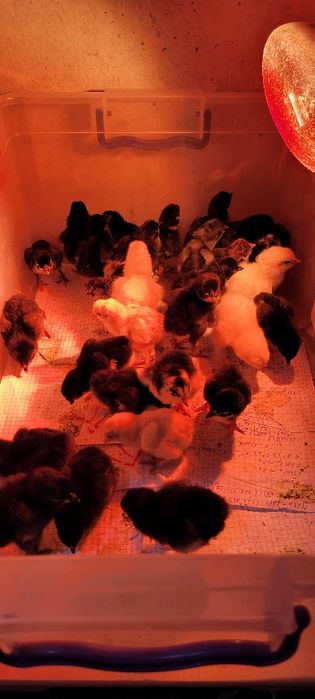 Qora tovuq jojalari 10 kunlikgacha