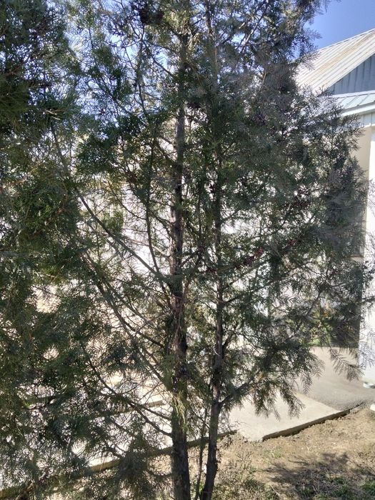 Продам высокие туи