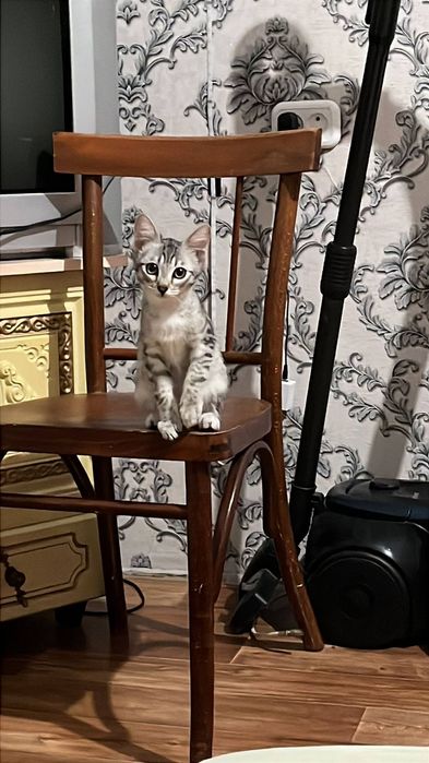 Отдам котёнка  девочку  в хорошие руки