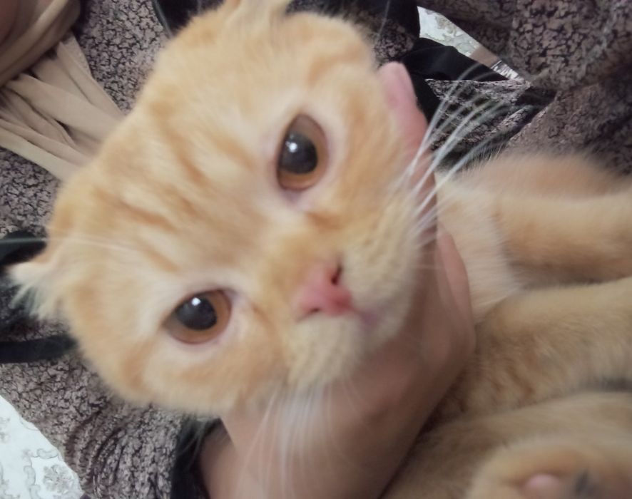 SOTILADI Scottish fold