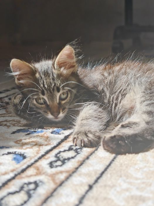 Котята в добрые руки (бесплатно)