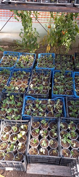 Capsuni stoloni sau ghiveci