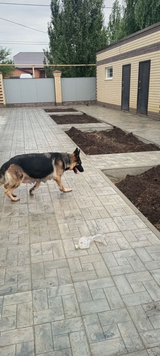 Щенки немецкой овчарки