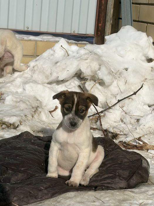 Щенки в добрые руки