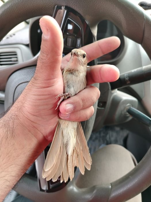 Xohiz bulbuli aprelda uwalgan quwla