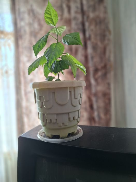 Домашние комнатные цветы