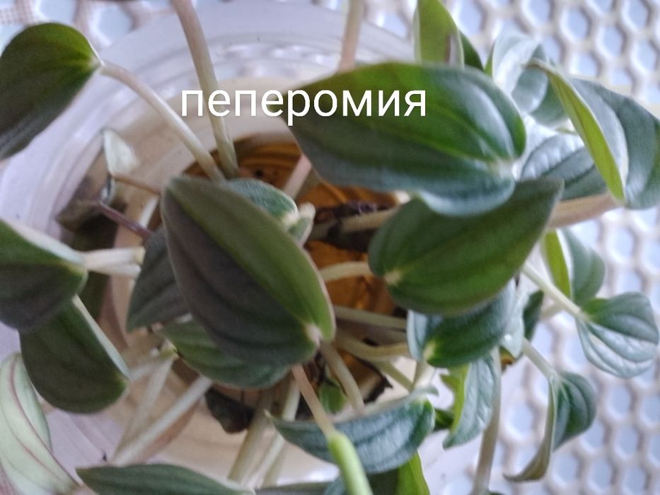 Комнатные растения