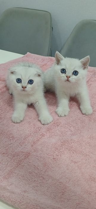 Продаються котята. Серебристая шиншилла