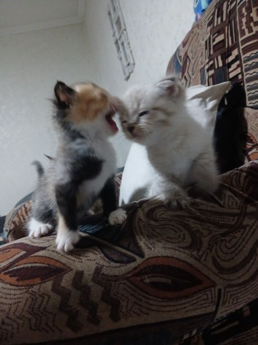 Отдам котят в добрые руки