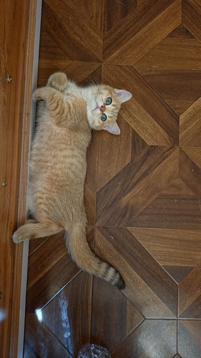 Продается  британский  кошки и котятаи котята.