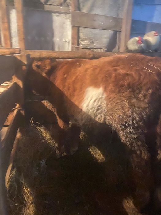 Продам КРС на откорме