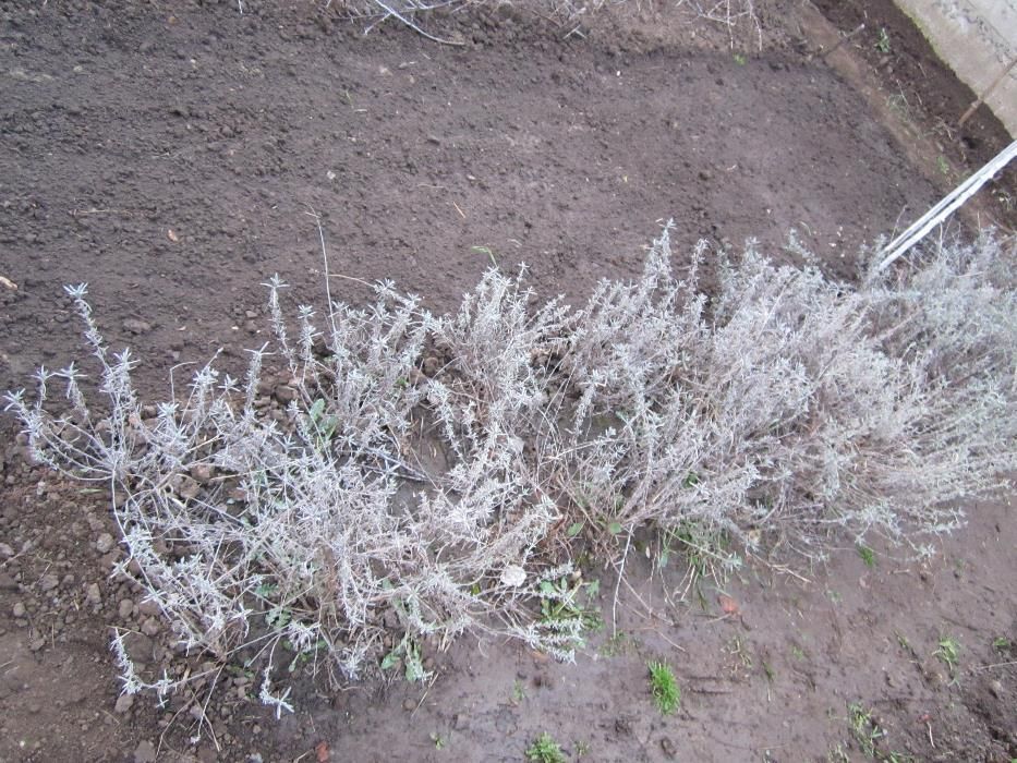 Butasi de lavanda si tufe