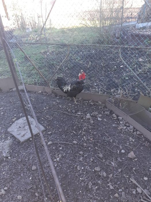 Vănd cocoș gătgolaș