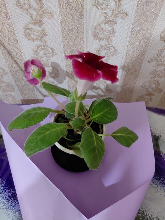 Глоксиния розовые