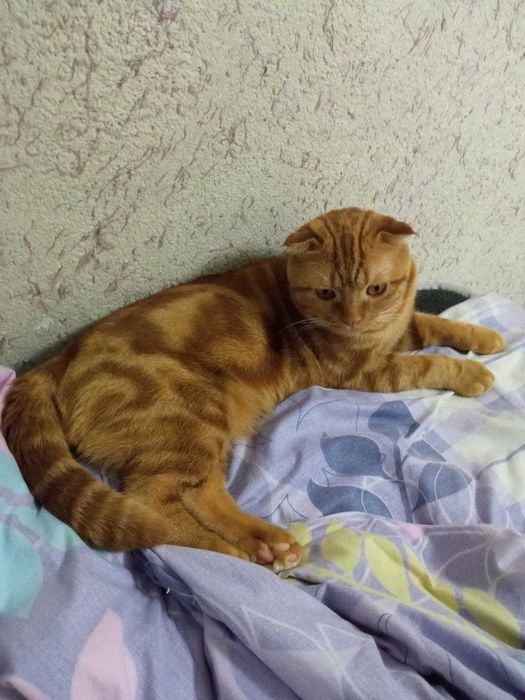Продается кот скотиш фолд