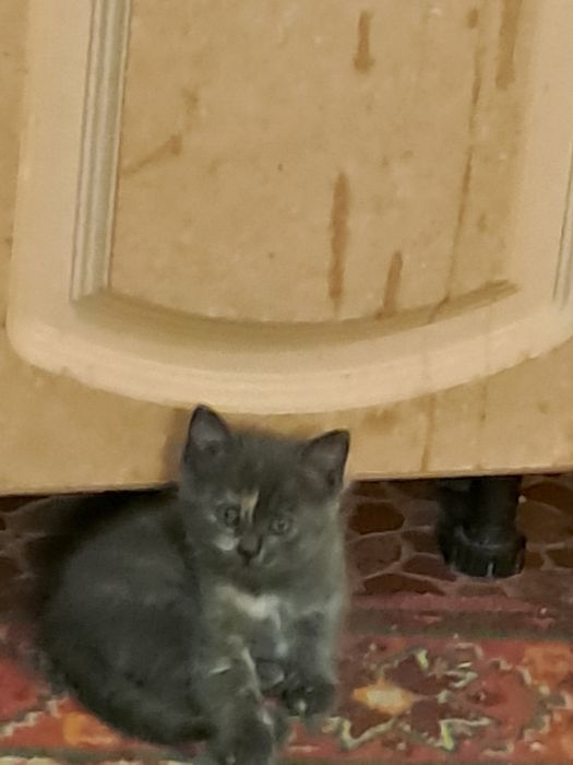 Отдадим  котят  в хорошии руки.