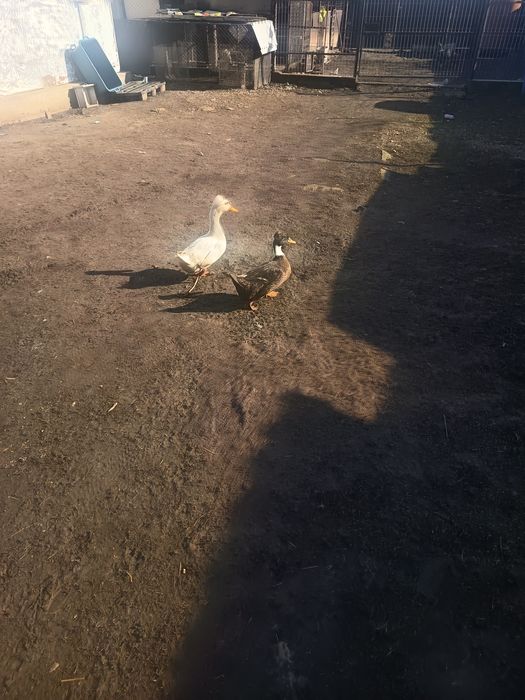 Rața și rățoi cu moț de vânzare