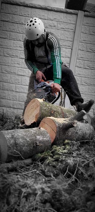 Taiere /toaletare cu alpinisti utilitari /în toate sectoarele din Buc
