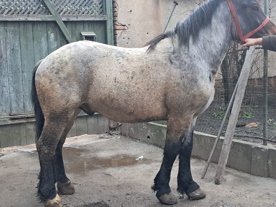 Vând mânz de 3 anii garantat de ham și foarte cuminte