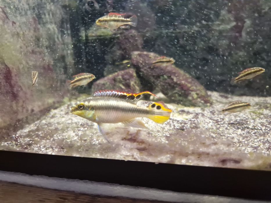 Продам мальков пульвикохромиса