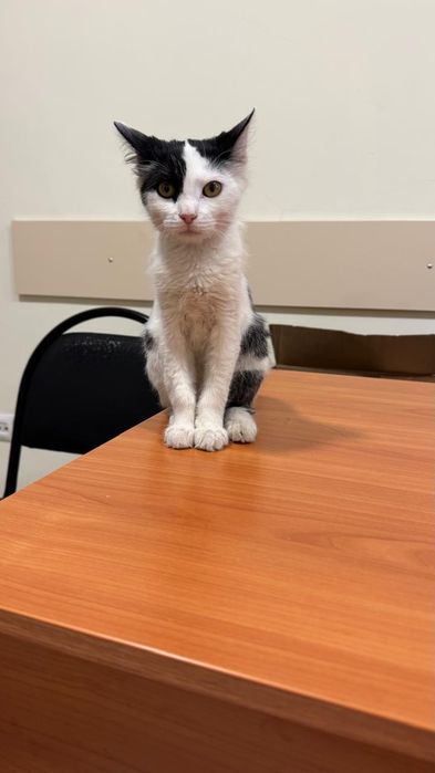 Котенок. Отдам бесплатно