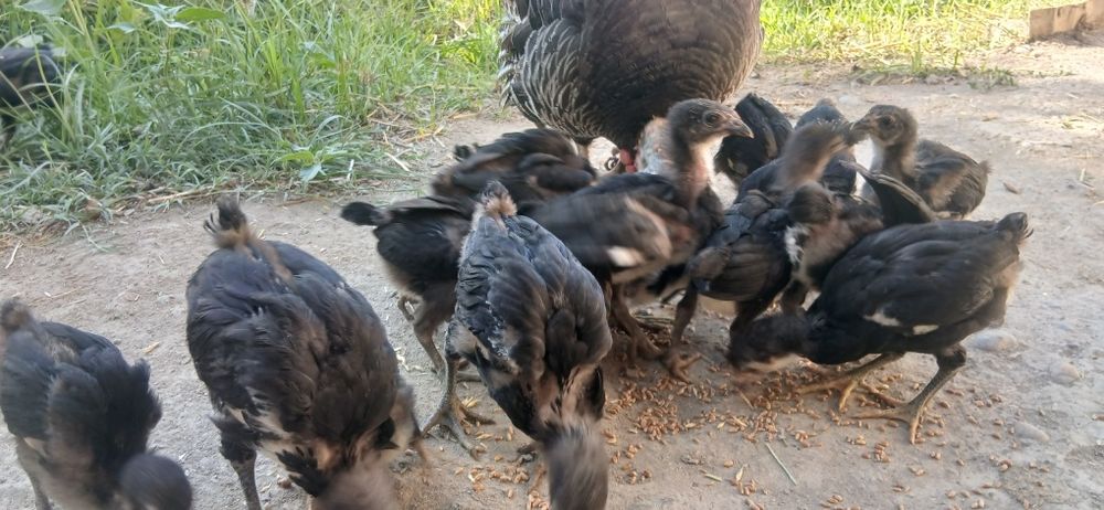 Gigant Qora Shahzoda Tovuqlari, Xo‘rozlari, Tuxumlari va 2 Oylik Jo‘ja