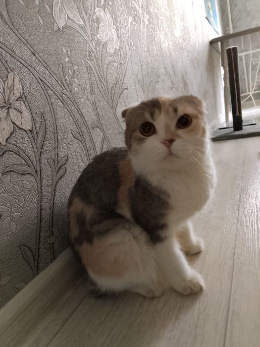 Кошка шотлантка продается за 10 000тг