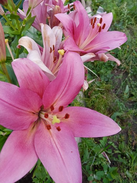 Продаю луковицы лилий