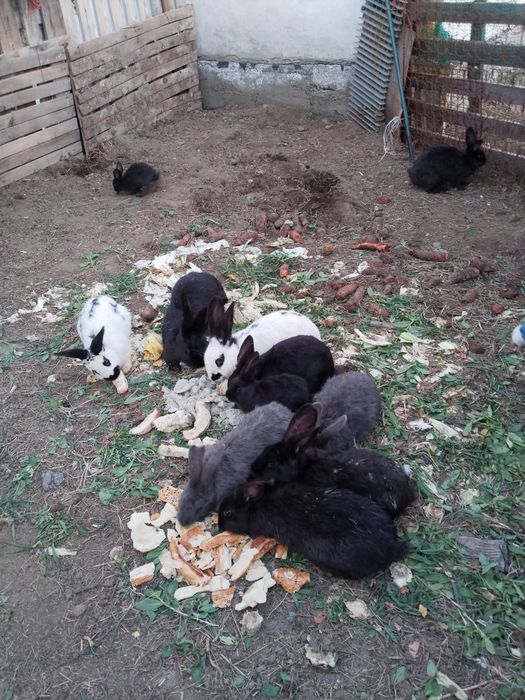 Продам  кроликов