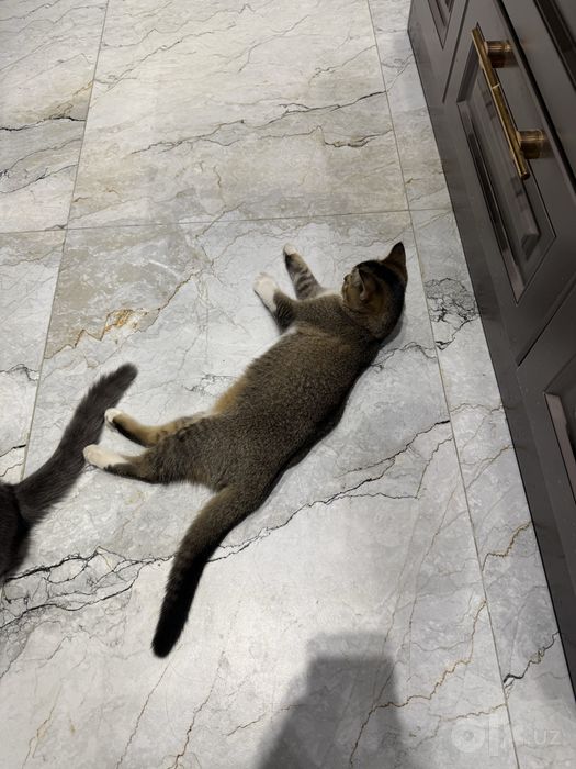 Кошка Породистая