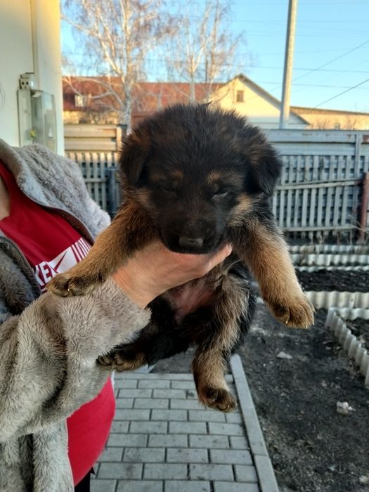 Продам щенят немецкие овчарки