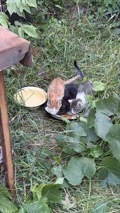 Котята ищут семью