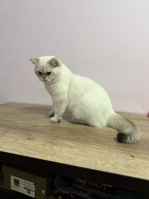 britan ny1133 muwuk ogilbola sotiladi