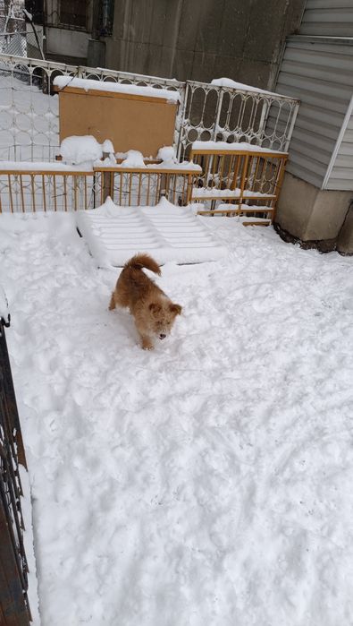 Отдам в хорошие руки