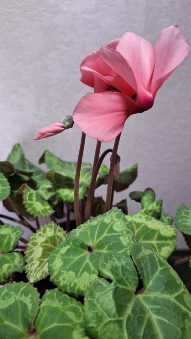 Продам комнатные цветы