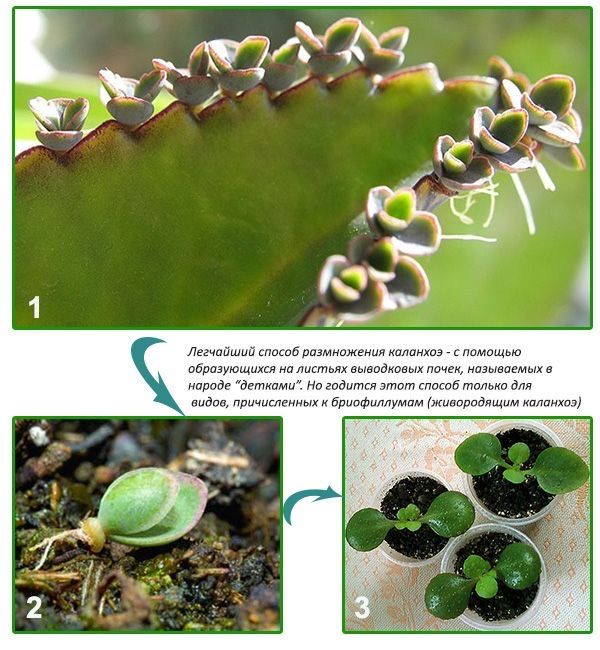 Продам каланхоэ дегремона высота 1,20