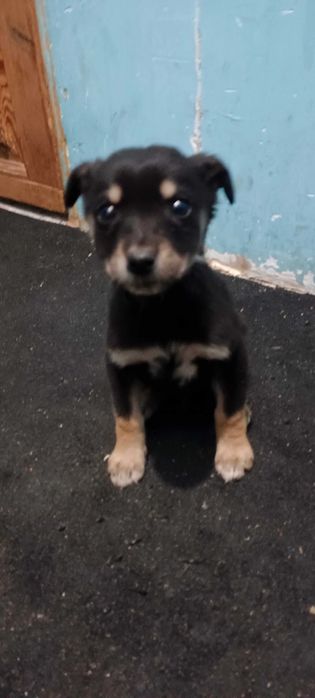 Добрые руки  отдам