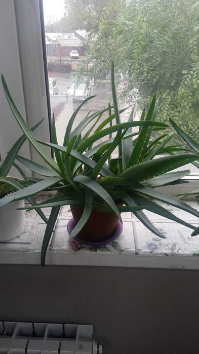 То самое - полезное растение! Сезонная распродажа Алое-вера