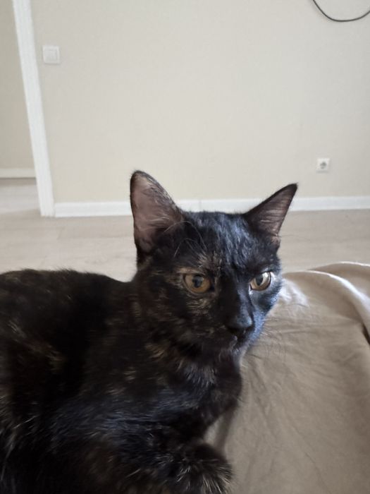 Отдам  даром кошку