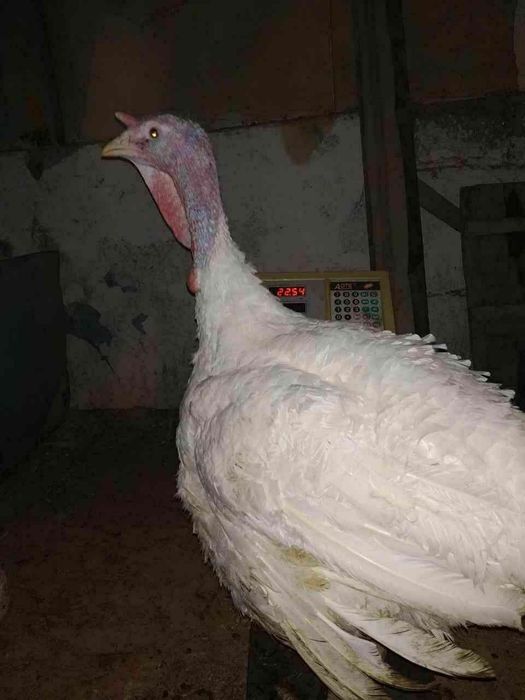 Big6 Kurka jöjalari sotiladi