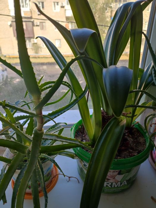 Продаю домашние цветы