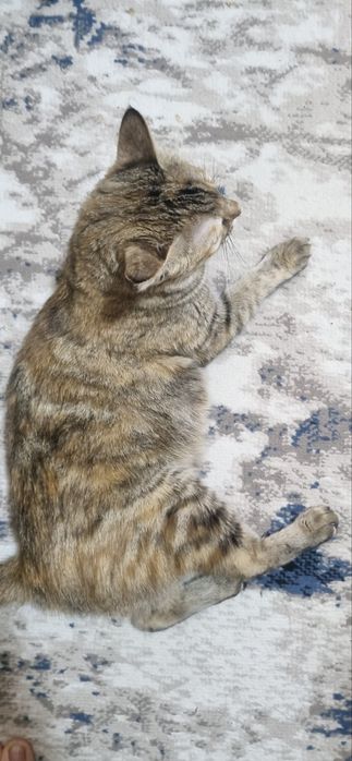 Rus shifoxonasi porno video