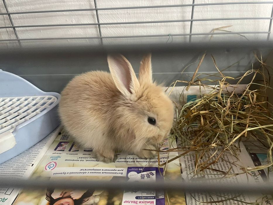 Кролик декоративный