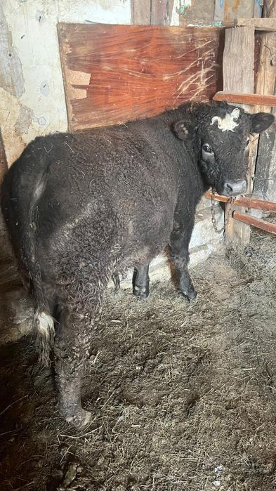 Баспақ, Подсостар бар 2 бас