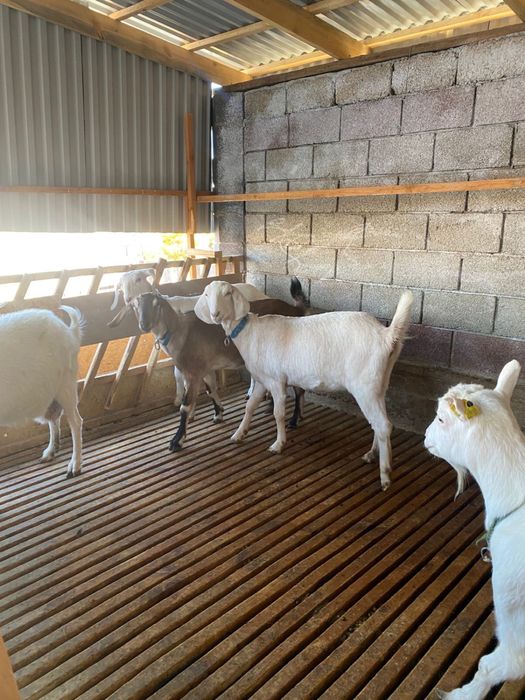 Коза Нубиский порода