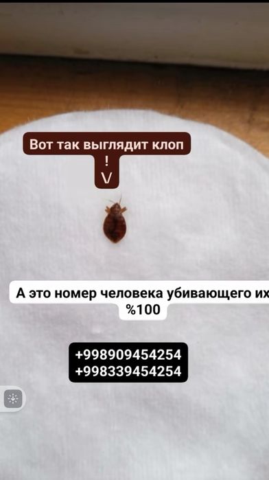 Дезинфекция/дезинсекция/дератизация