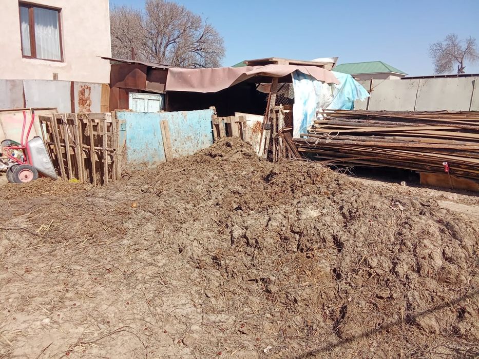 Сиыр богы бар ки