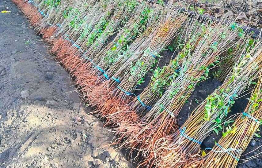 Саженцы любых видов и любой длины - оптом / Barcha turdagi ko'chatlar