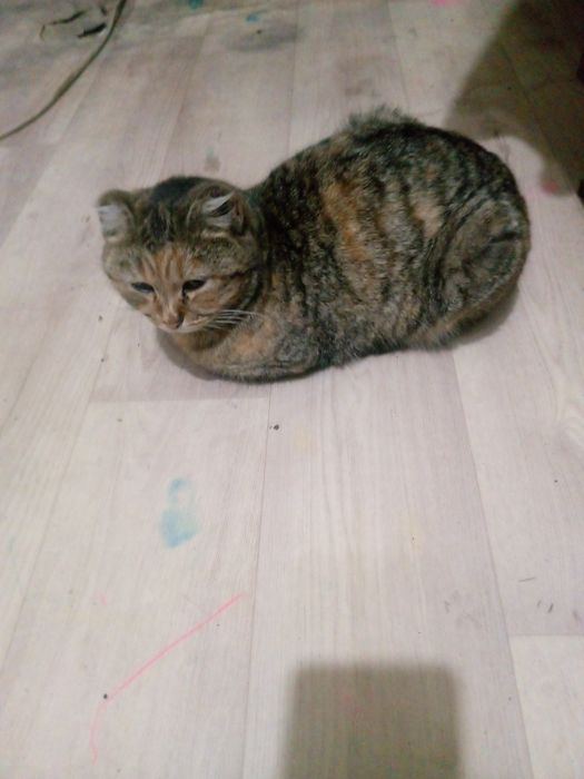 Отдам кошку в добрые руки