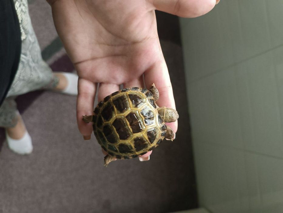 черепашки Тошбака